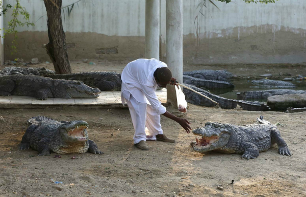 Mor Sahib Pakistan crocodile